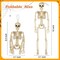 2 Pack Posable Halloween Skeleton, 16" Full Body Halloween Skeleton Decor with Movable Joints, Small Skeleton Halloween Decor, Halloween Party Indoor Decorations
